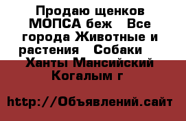 Продаю щенков МОПСА беж - Все города Животные и растения » Собаки   . Ханты-Мансийский,Когалым г.